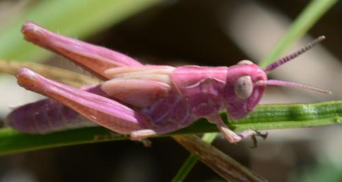 Réf. 264 859 : Chorthippus biguttulus biguttulus